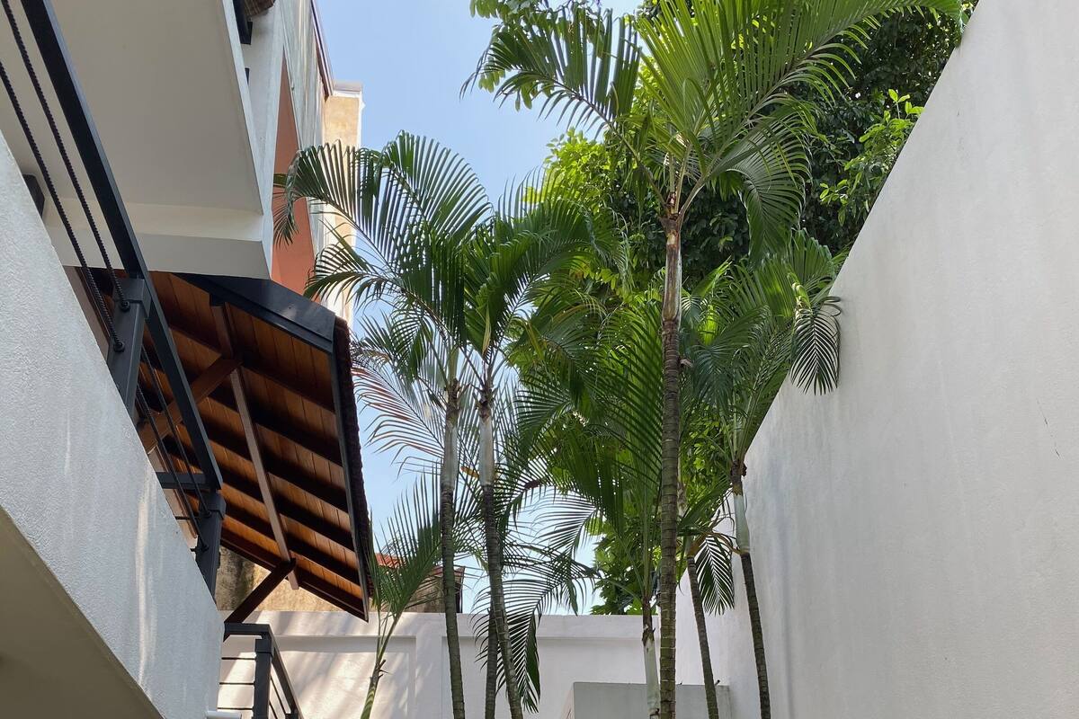 A narrow courtyard with tall palm trees, a wooden pergola, and a white wall.