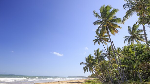 Una playa con palmeras y el océano.