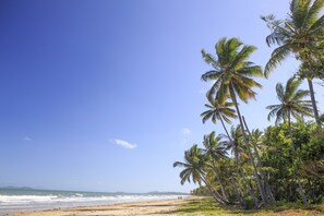 A beach with palm trees and the ocean. - Scottys Mission beach YHA - Hostel (Wongaling Beach)