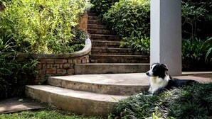 A dog resting on steps surrounded by lush greenery and a brick wall. - Africa's Eden Guesthouse (Pietermaritzburg)