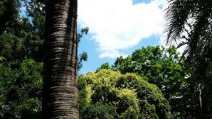 A swimming pool surrounded by lush greenery and a palm tree. - Africa's Eden Guesthouse (Pietermaritzburg)