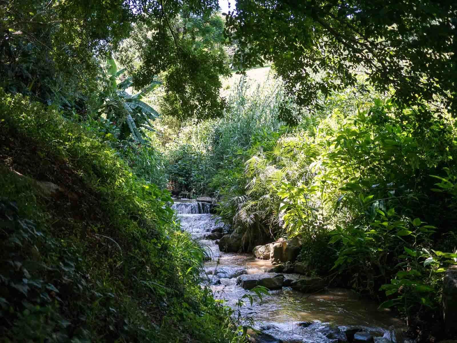 A natural outdoor setting with a small waterfall, surrounded by dense greenery and trees.