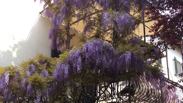 Een gebouw met een witte gevel en een balkon overwoekerd met paarse wisteria.