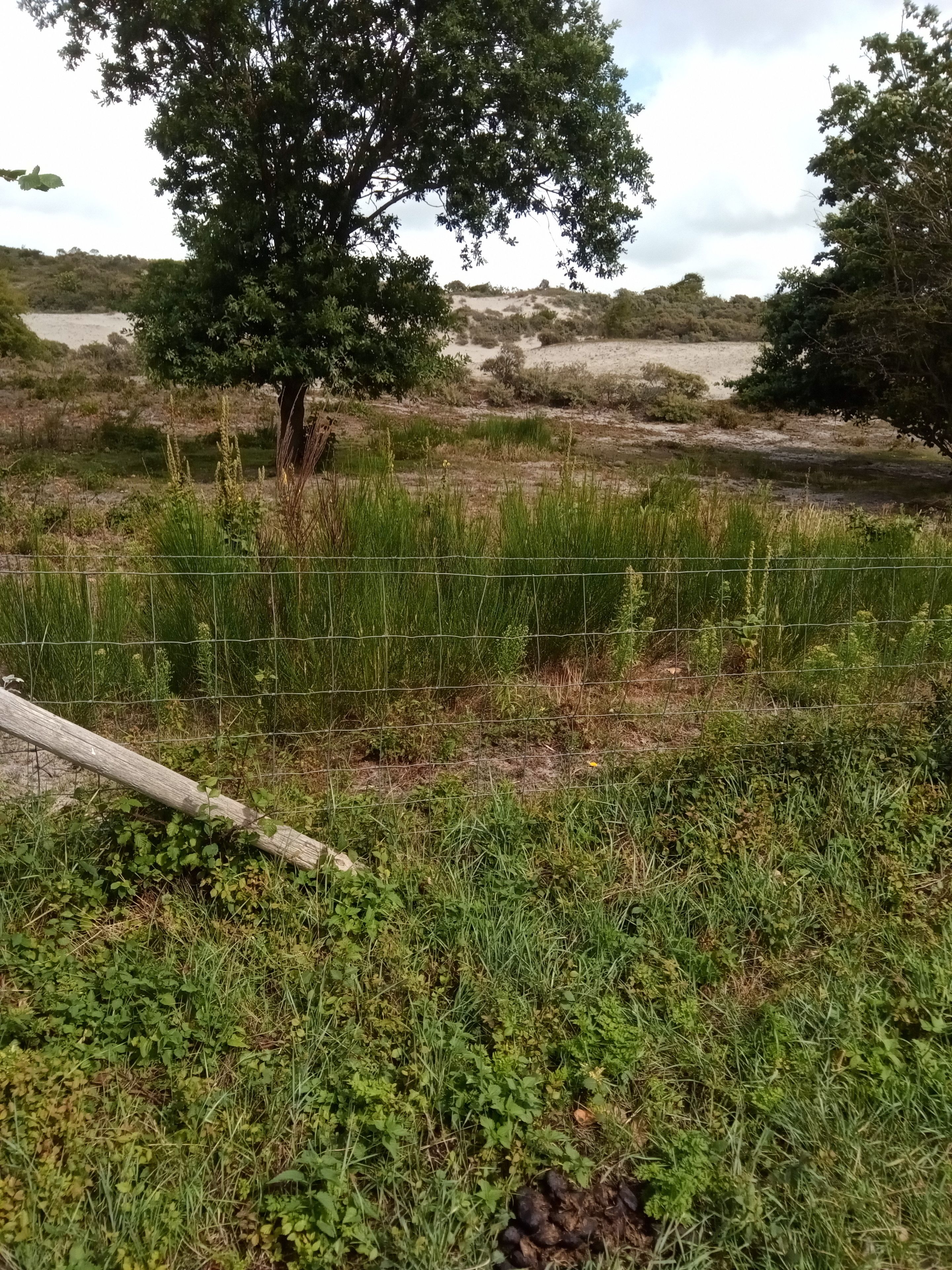 A fenced area with a tree and grassy terrain.