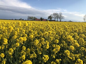 A field of yellow flowers under a partly cloudy sky.
