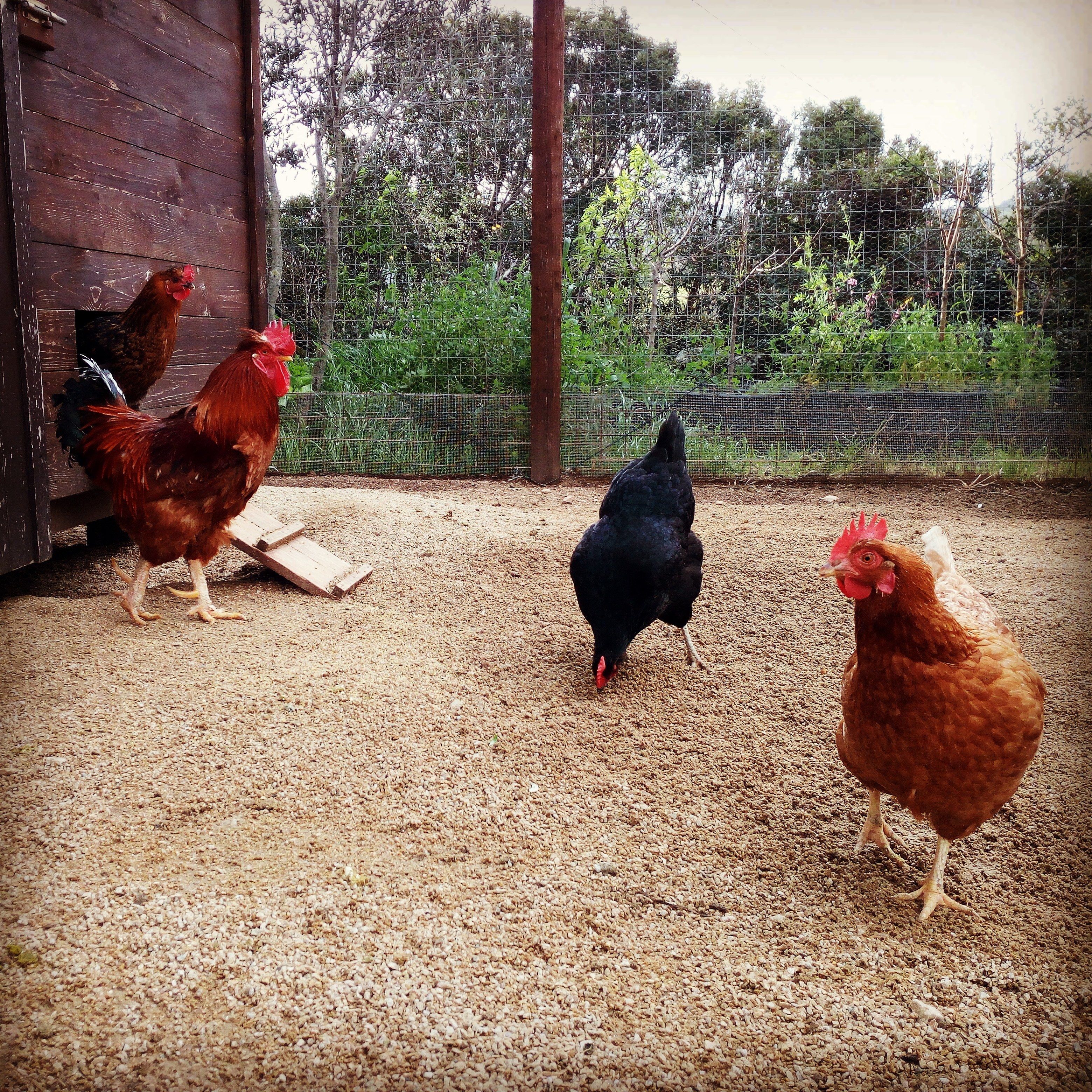 Photo - Tenuta Petra Bianca