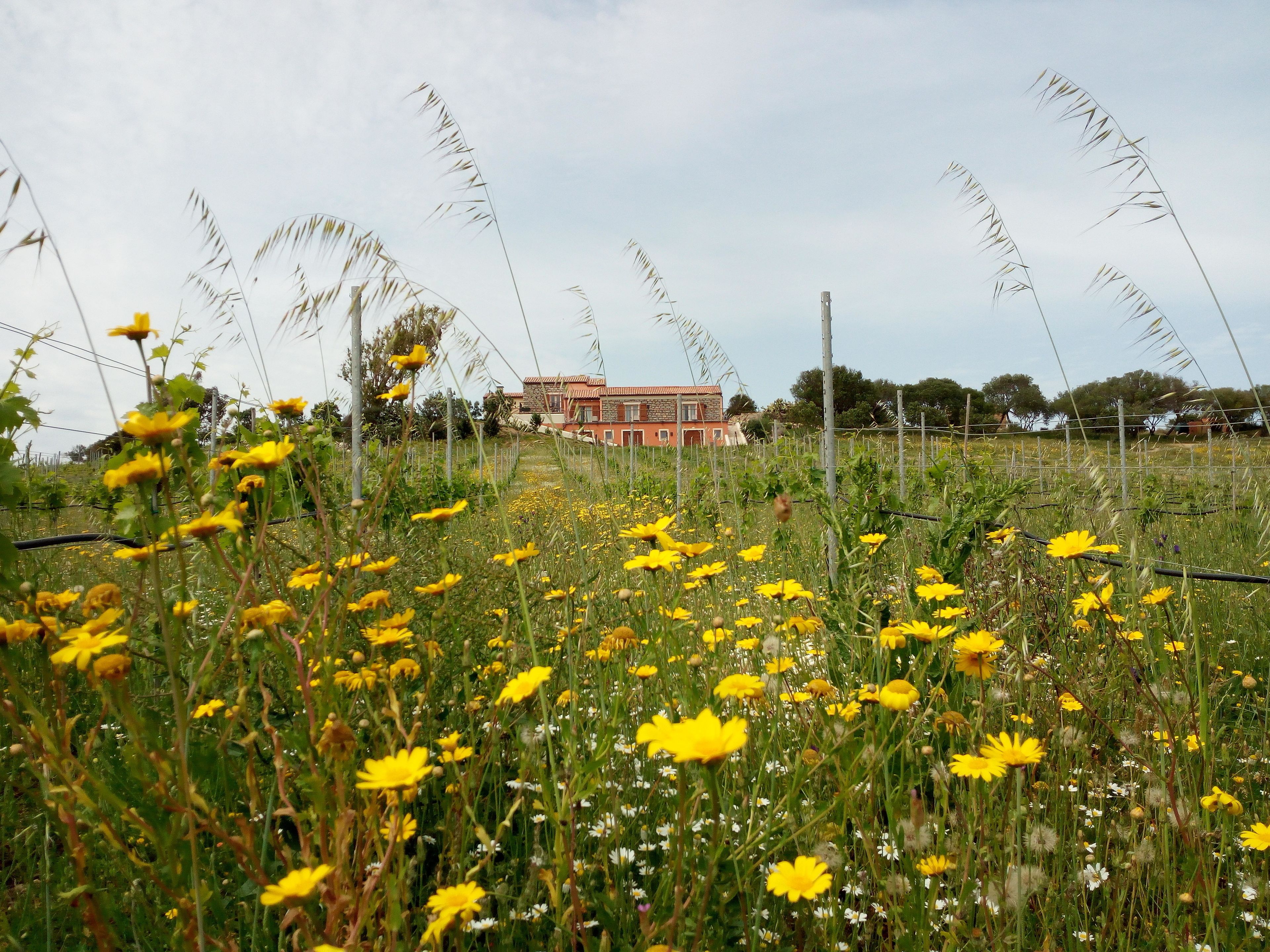 Photo - Tenuta Petra Bianca