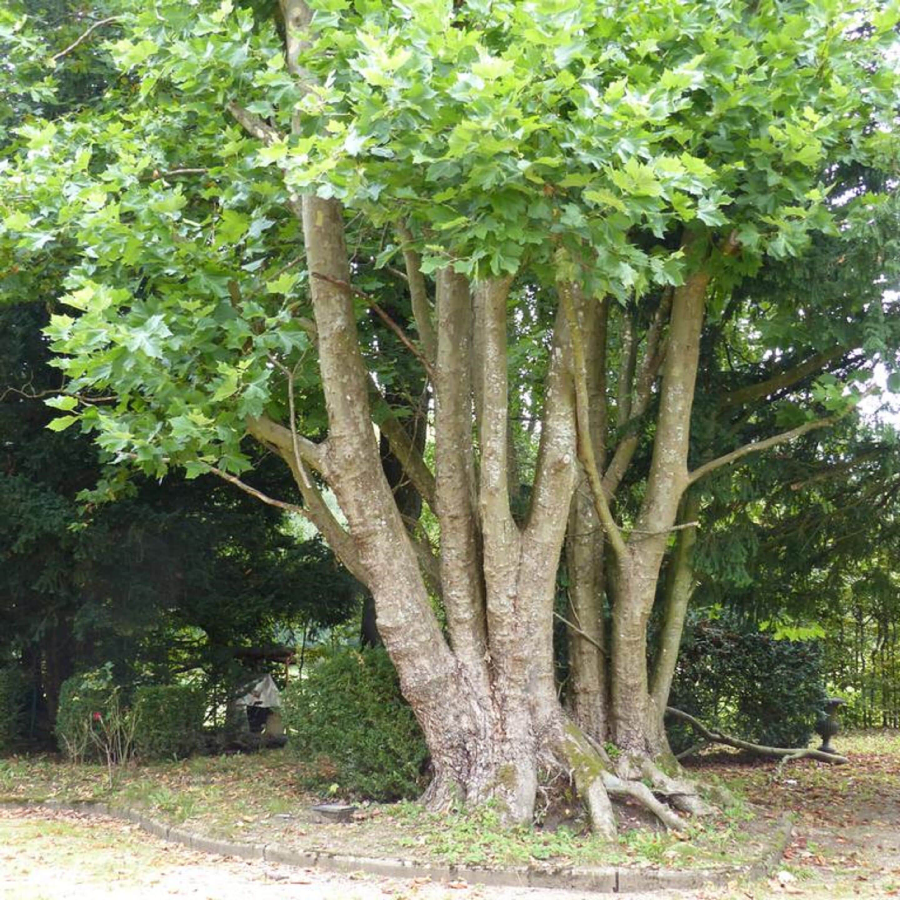 Eksteriør