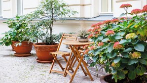 A patio with a wooden table and chairs, surrounded by potted plants and a brick floor. - Hapimag Resort Prague (Prague)