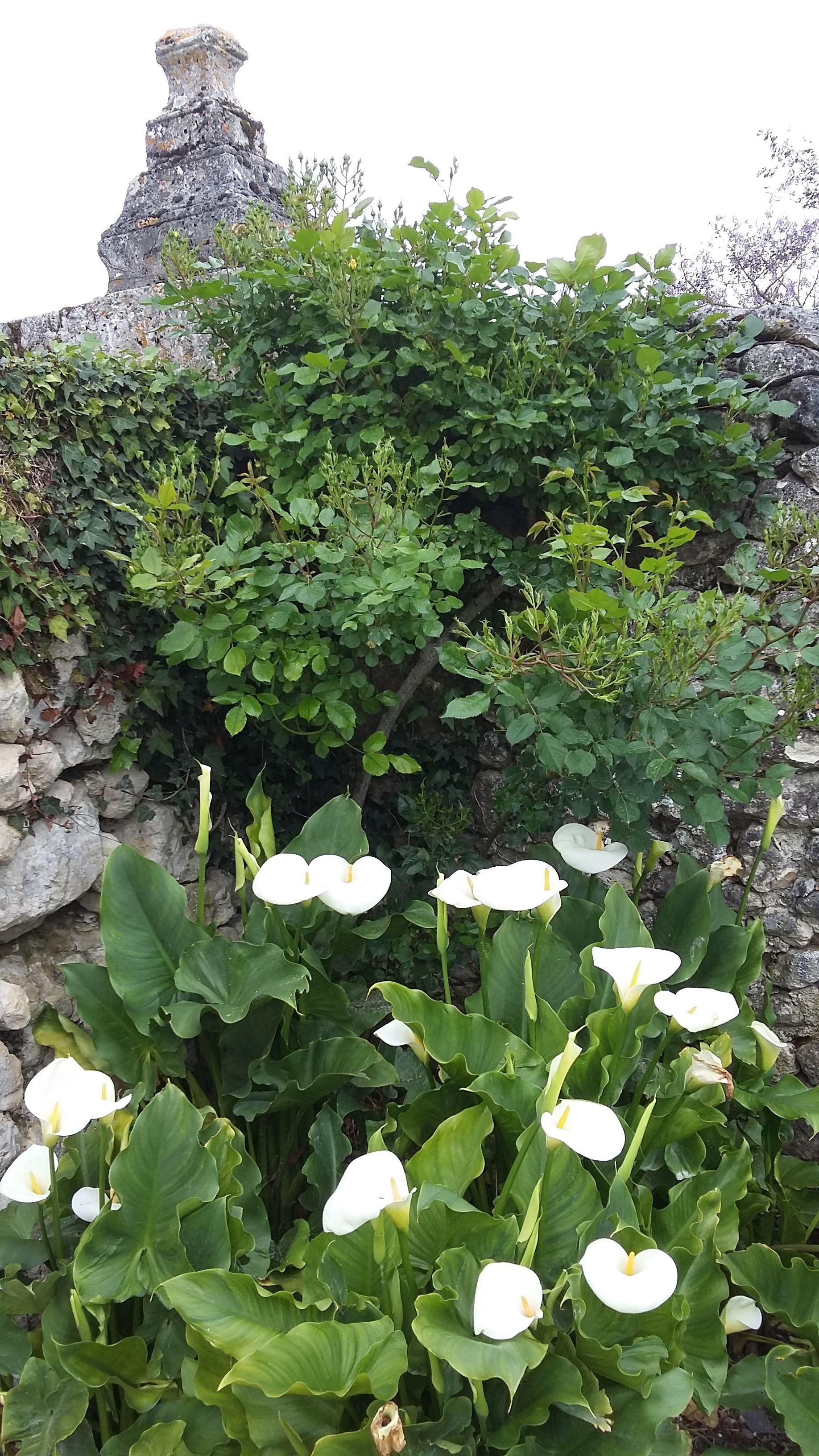Un jardín con flores blancas y un muro de piedra.