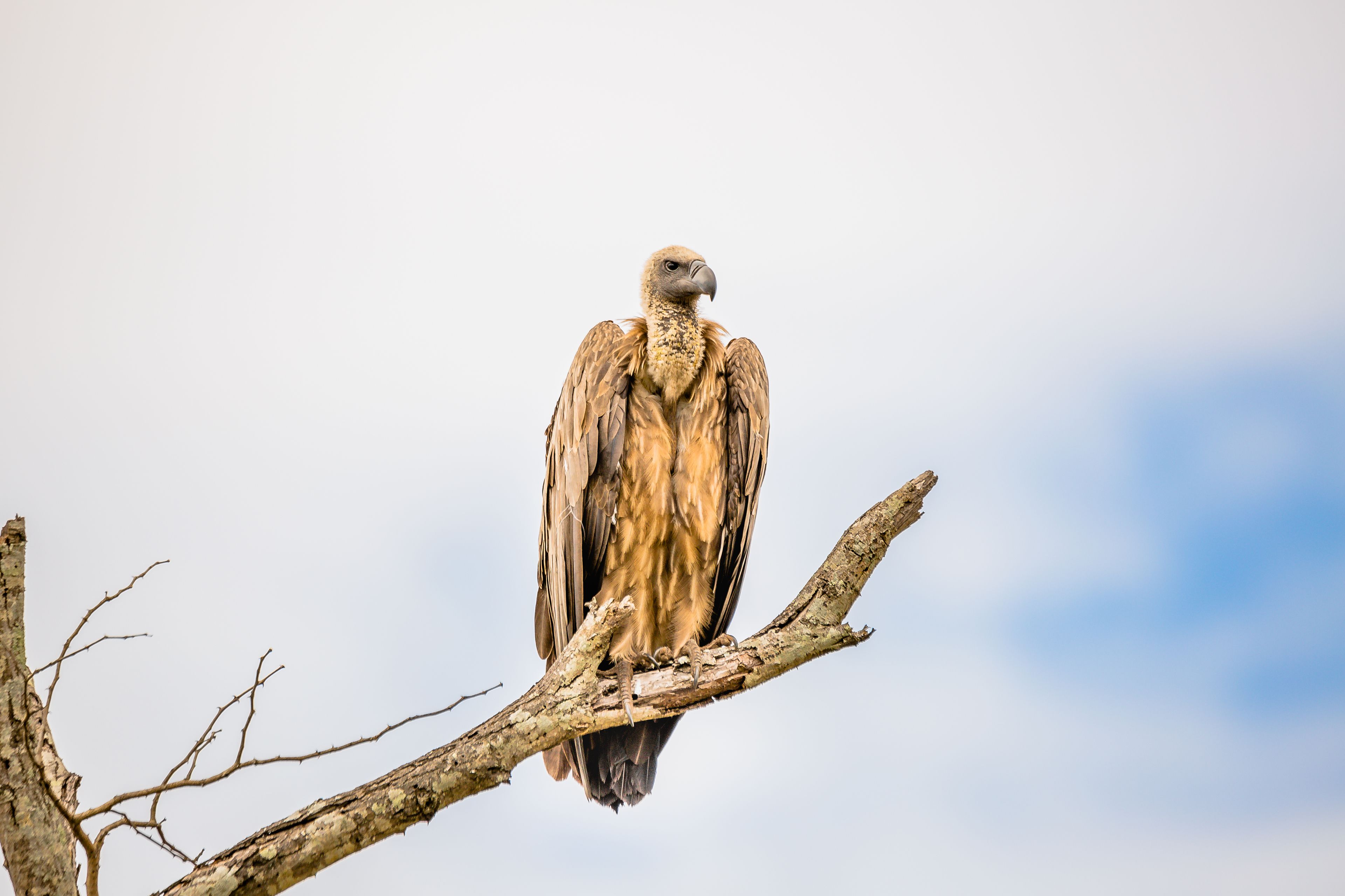A bird perched on a branch.