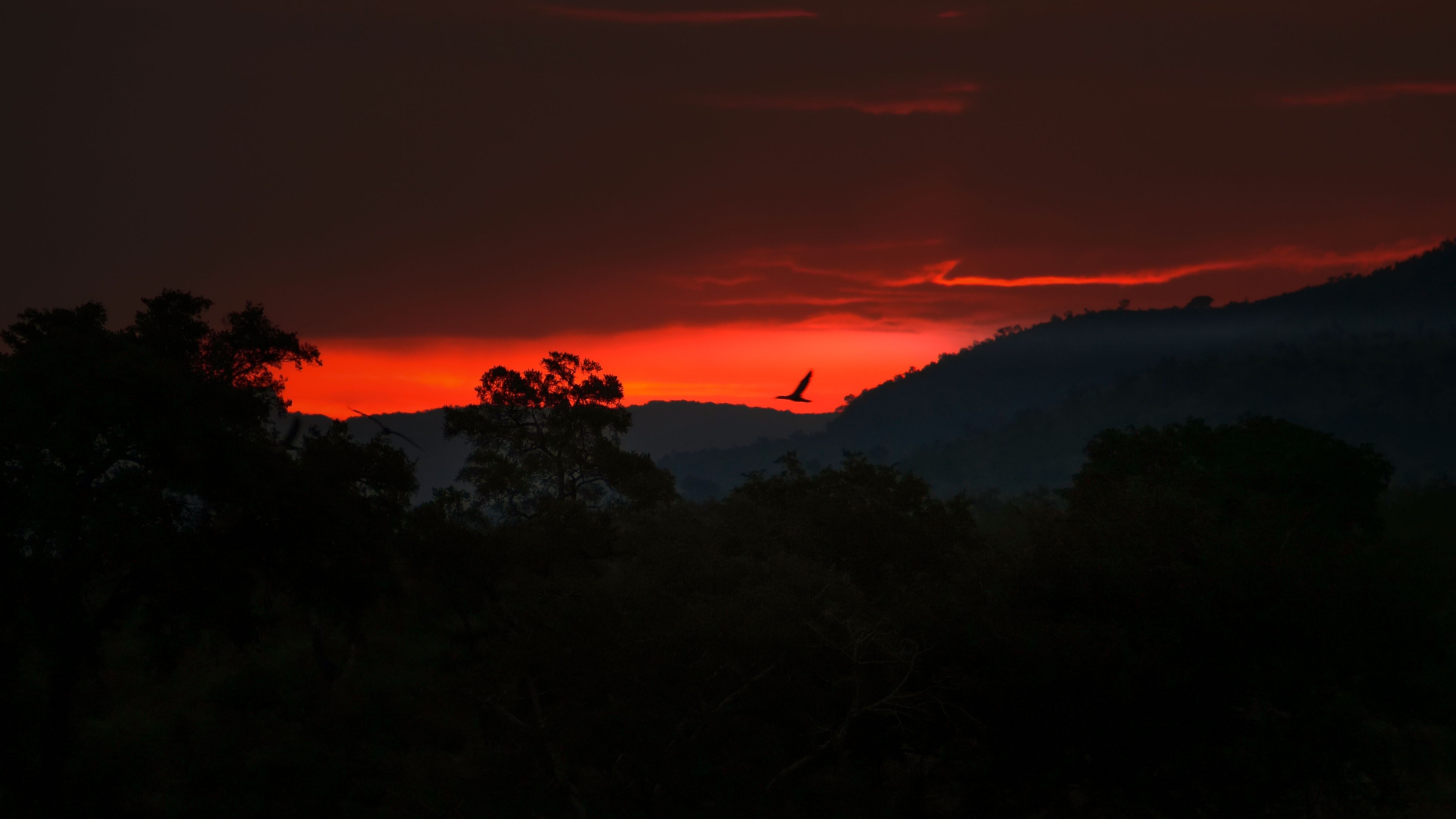 Silhouette von Bäumen vor einem Sonnenuntergang, ein Vogel im Flug.