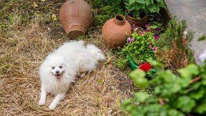 A white fluffy dog lying on straw. - Magdalena's House (Mtskheta)