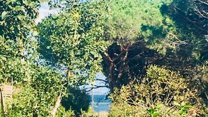 A natural landscape with dense greenery and trees. - Résidence Filippi (Porto-Vecchio)