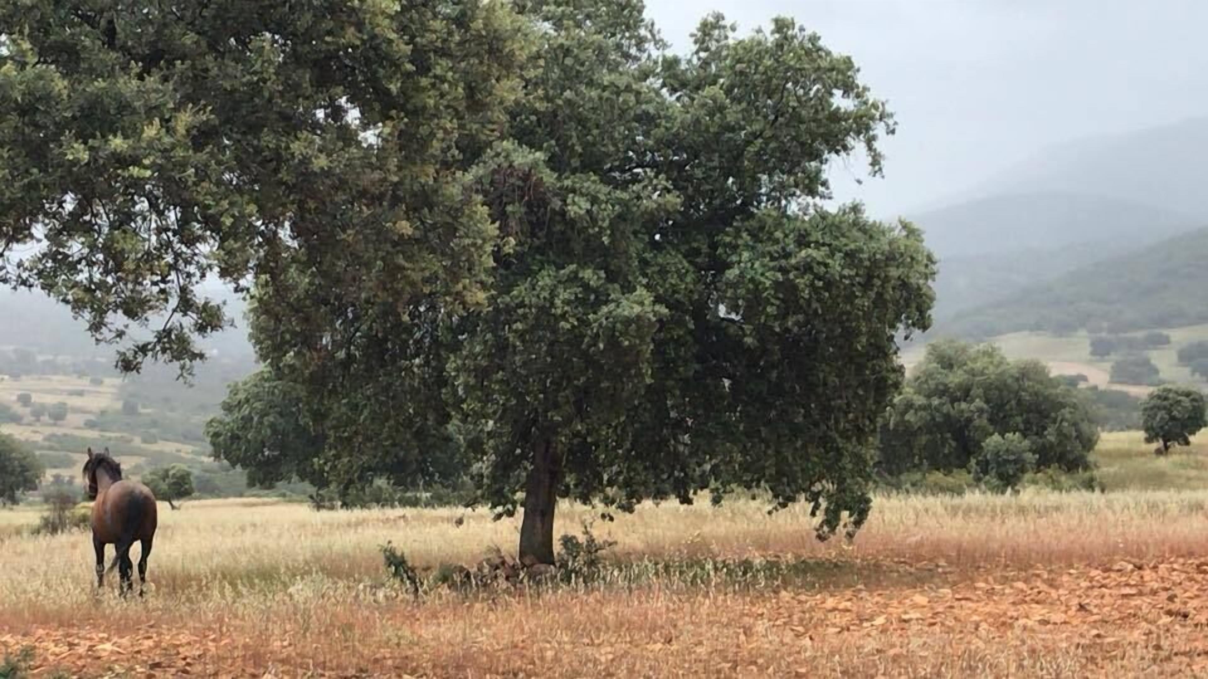 Un cheval broute près d’un grand arbre dans un champ, avec un paysage vallonné en arrière-plan.
