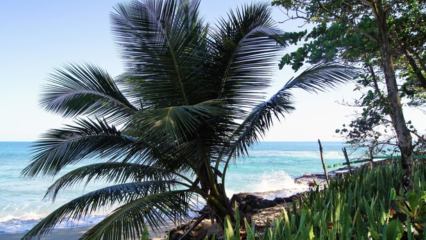A beach with a palm tree and ocean waves. - Casa Estrella Mirabal (Cabarete)