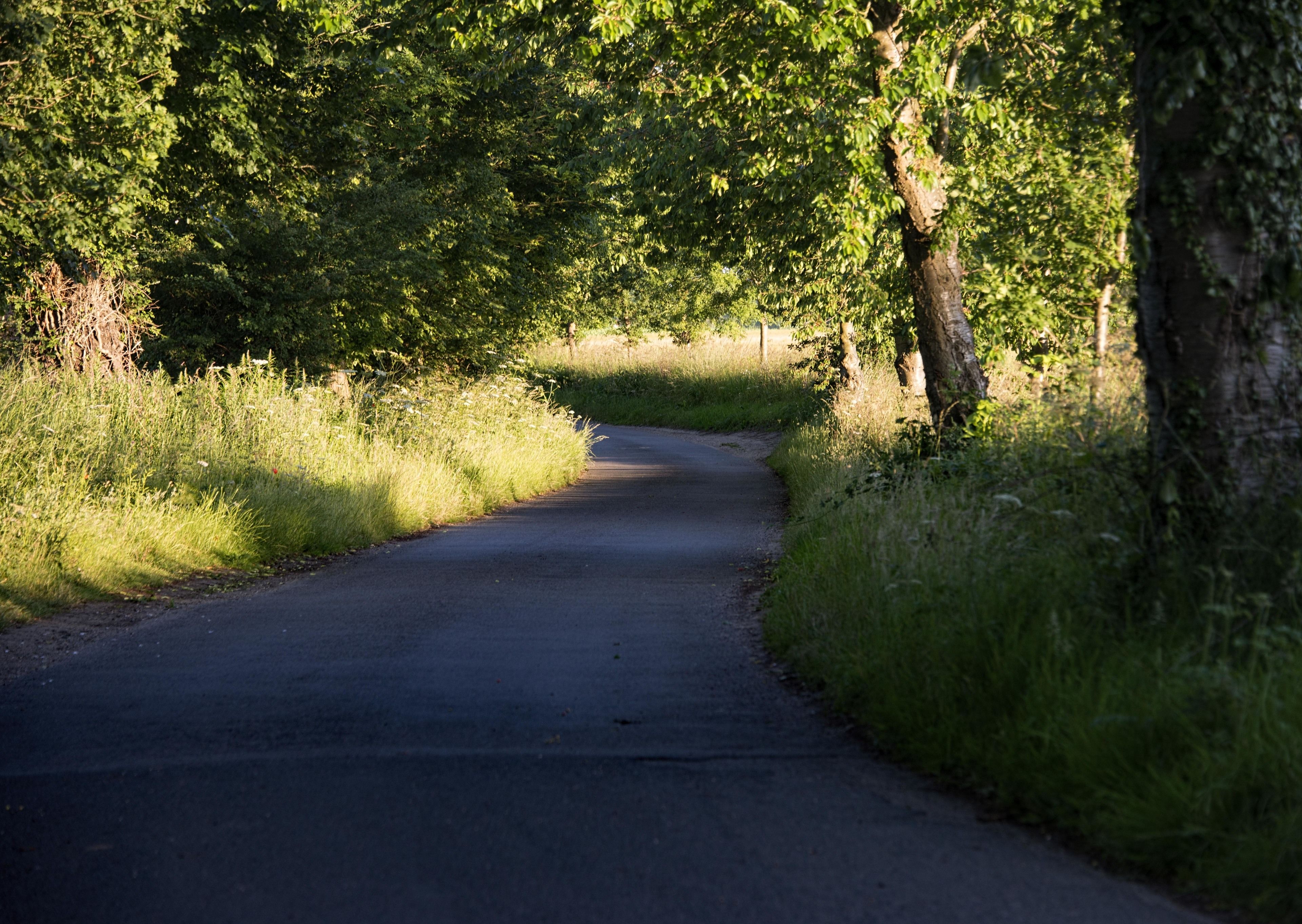 A narrow, tree-lined road with no visible buildings or structures.