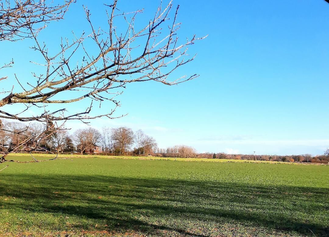 On voit clairement un champ herbeux, avec un arbre sans feuilles au premier plan et une rangée d’arbres à l’arrière-plan.