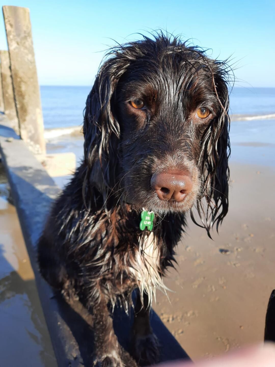 A wet dog with a green tag on its collar, standing on a beach with a wooden structure in the background.