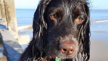 A wet dog with a green tag on its collar, standing on a beach with a wooden structure in the background.
