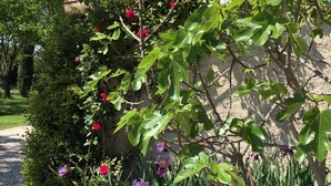 Un jardín con plantas florecientes y un sendero de grava.
