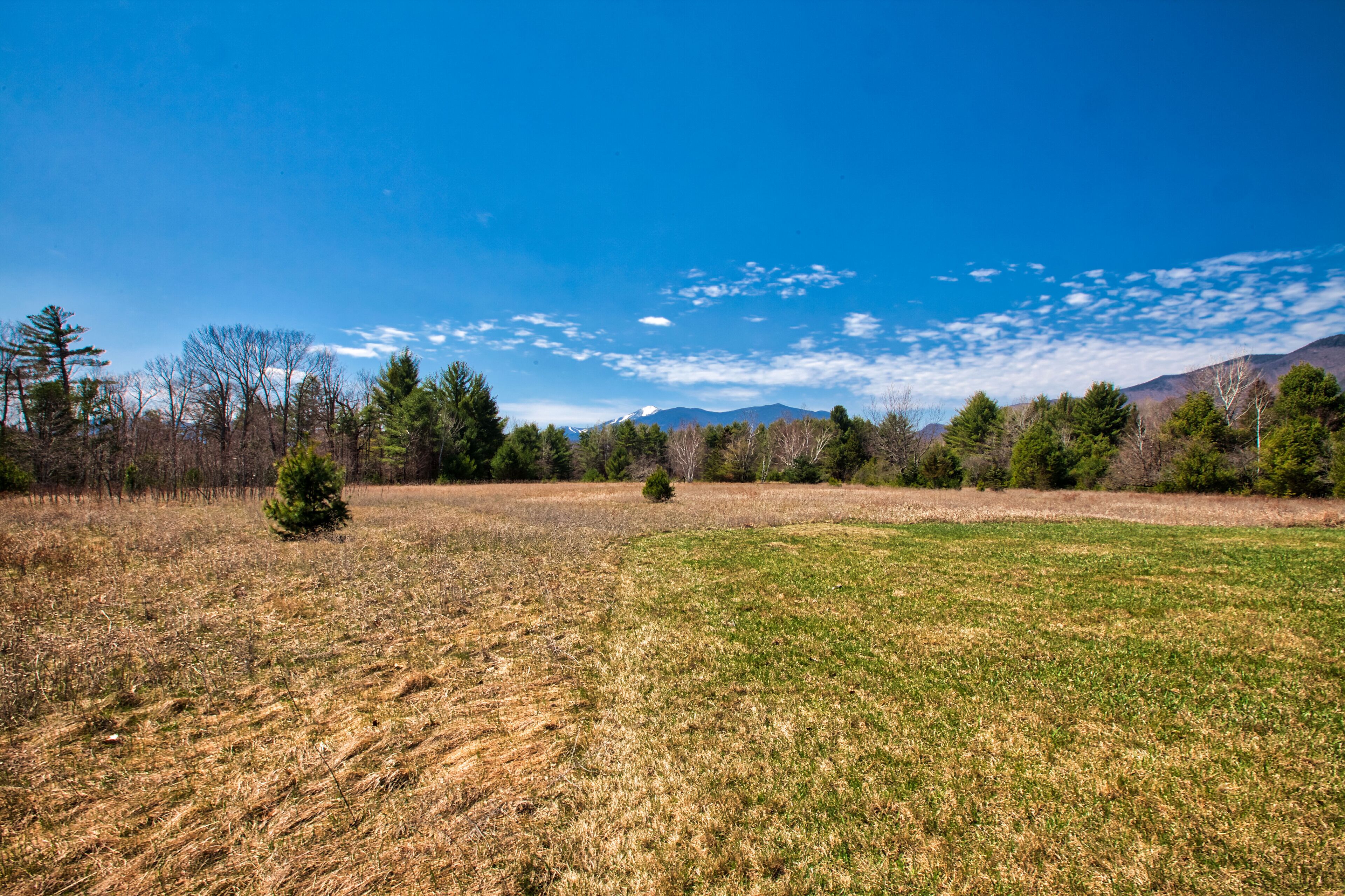 A field with a mix of green and brown grass, trees, and a mountain range in the background.