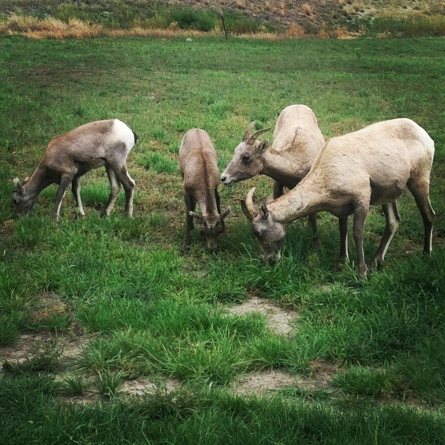Een groep gesteende schapen graast in een grasveld.