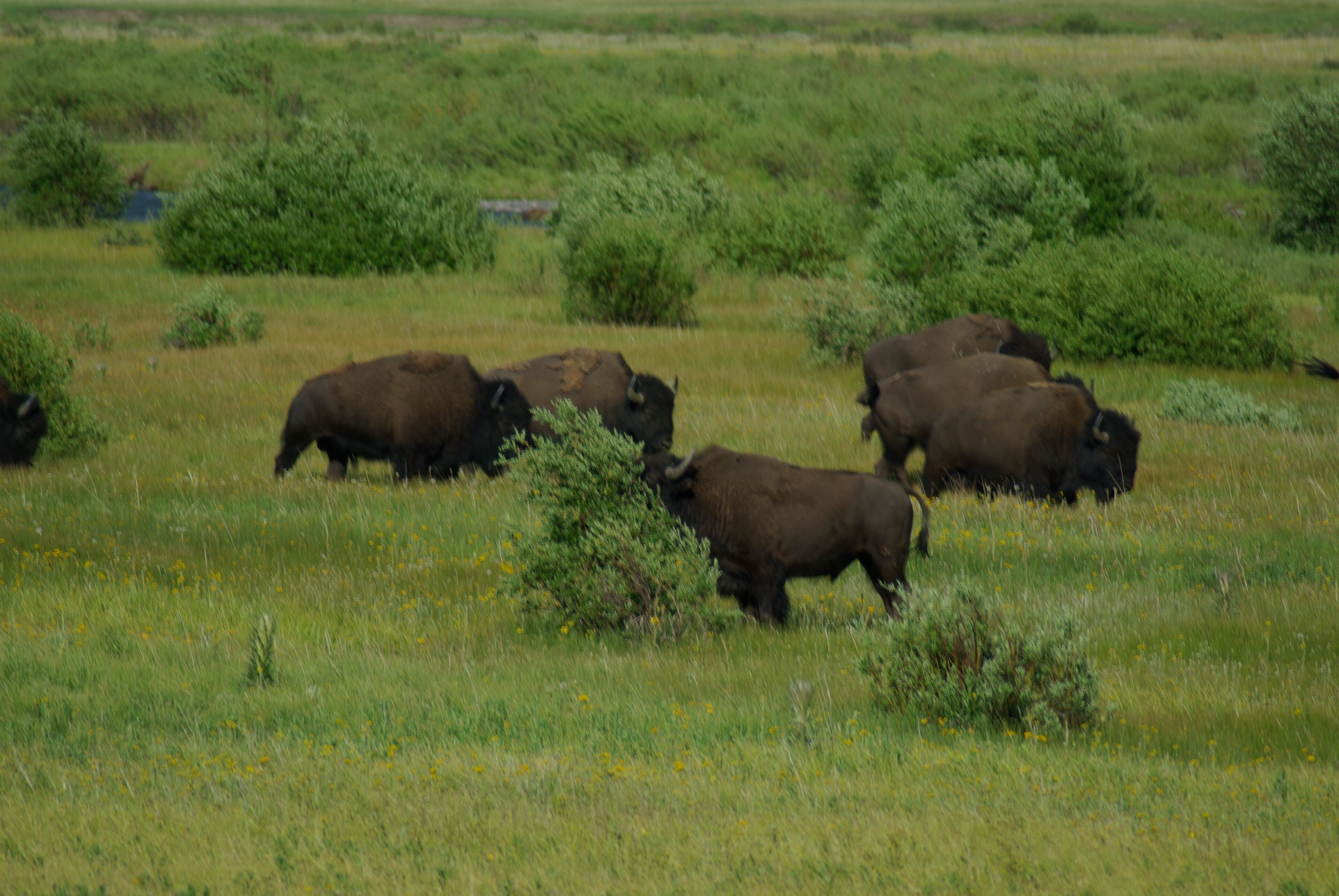 A group of bison grazing in a grassy field with scattered bushes.