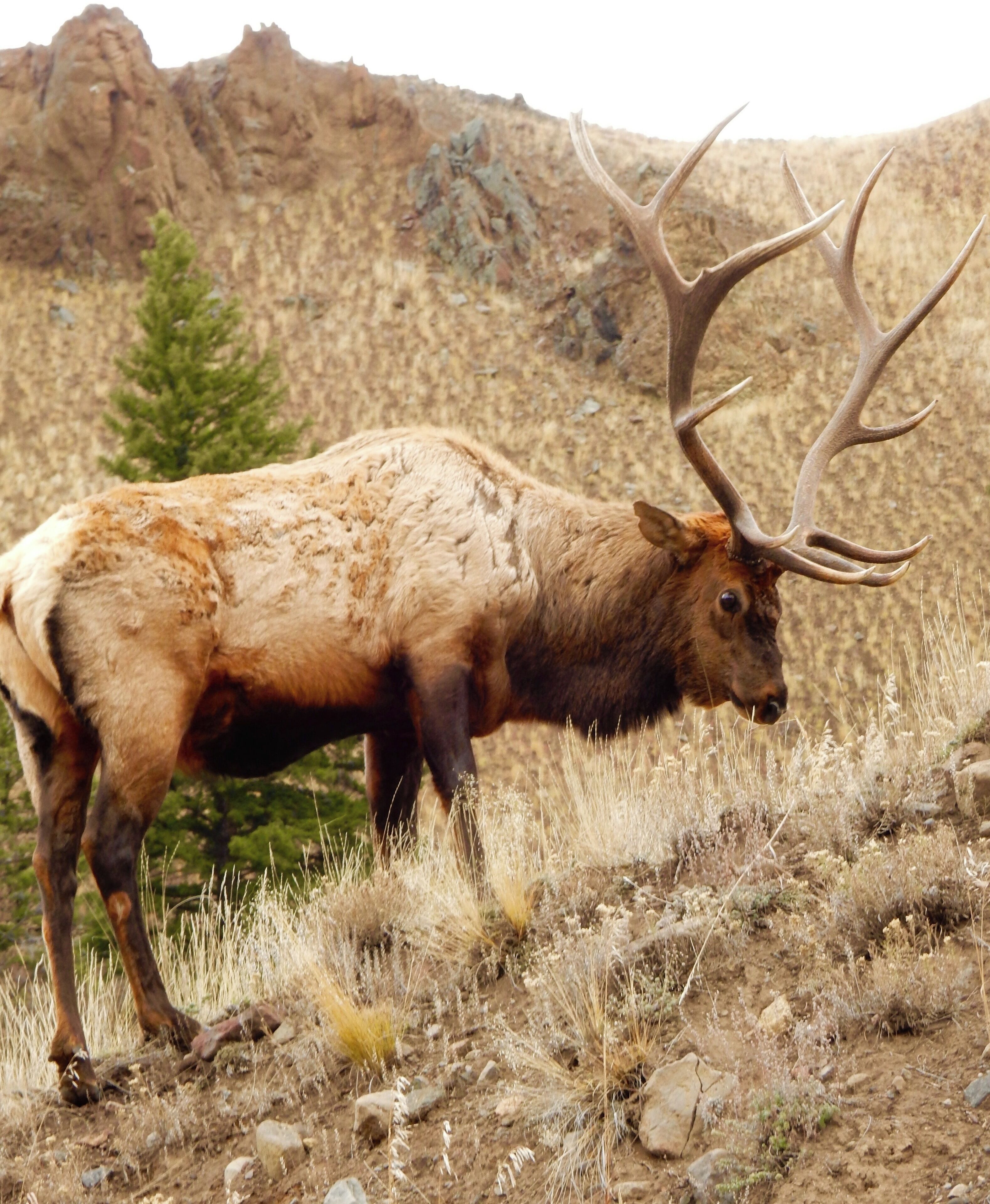 A large elk with prominent antlers standing on a rocky terrain with sparse vegetation and a mountain in the background.