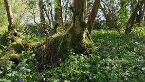 A forested area with moss-covered trees and various wildflowers. - Oak Cottage: A Breathtaking Barn Retreat with a Private Log-Fired Hot Tub (maidstone)