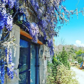 A stone building with a wooden door and windows, covered in purple wisteria vines.