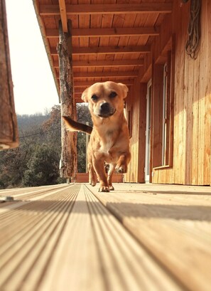 Une terrasse en bois avec un chien qui court vers l’appareil photo.