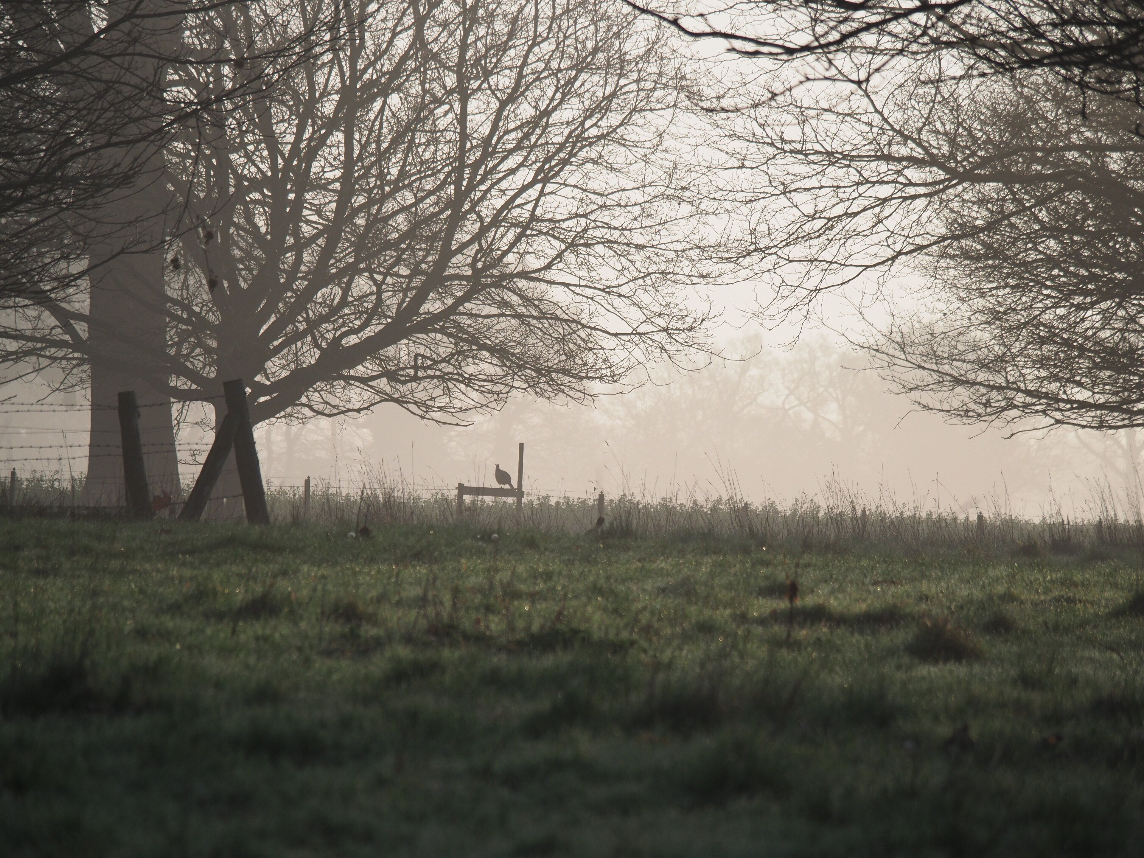A bench in a grassy field with trees in the background.