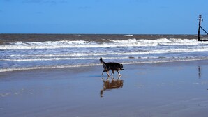 A beach with waves and a dog walking on the sand. - Cozy cabin in nature! A great base to relax or explore North Norfolk . (Norfolk)