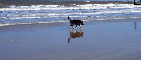 Une plage avec des vagues et un chien qui se promène sur le sable.