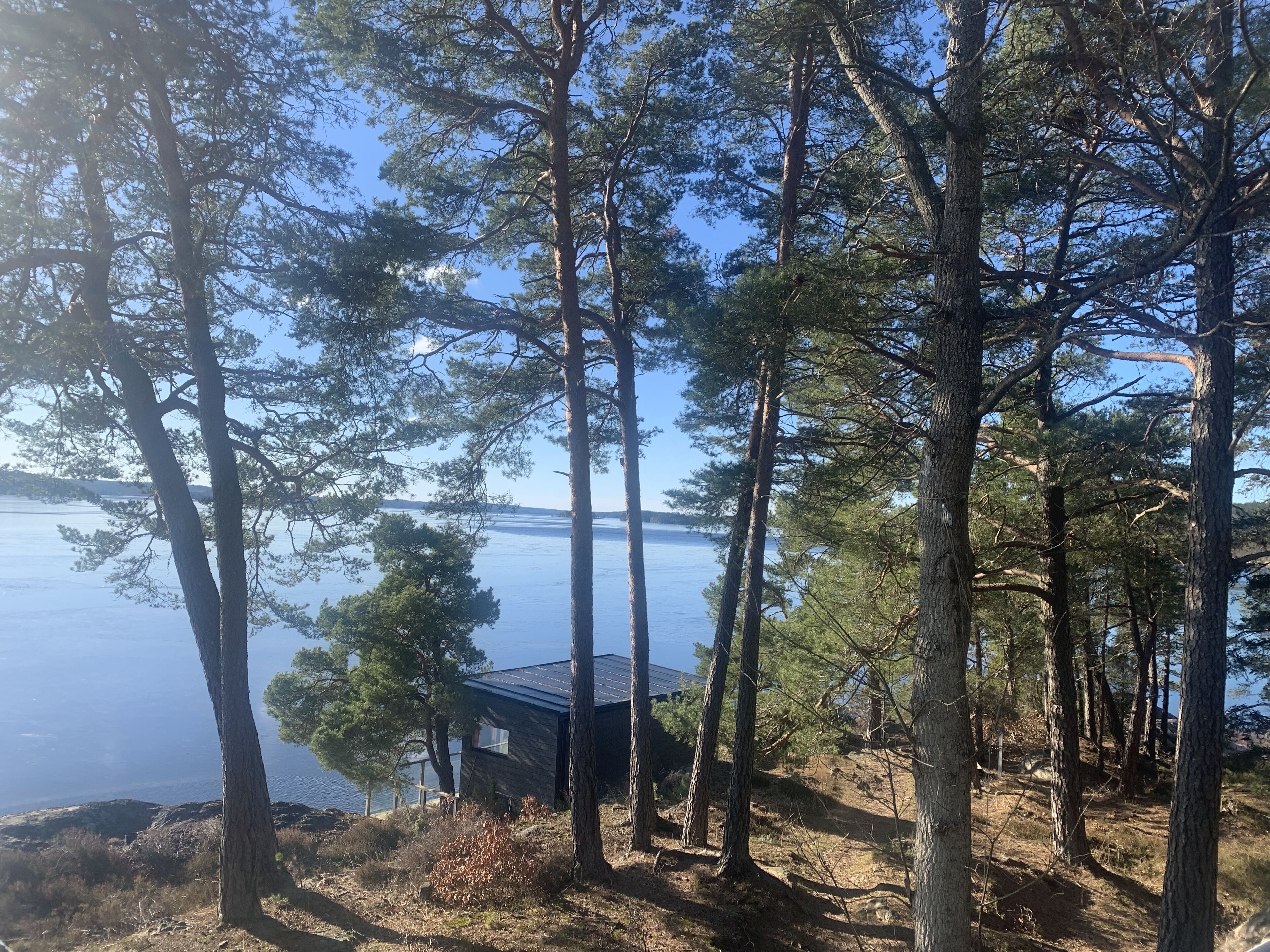 A cabin surrounded by tall pine trees, overlooking a calm lake.