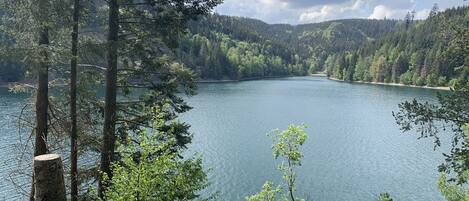 Un lago sereno rodeado de un bosque denso y colinas.