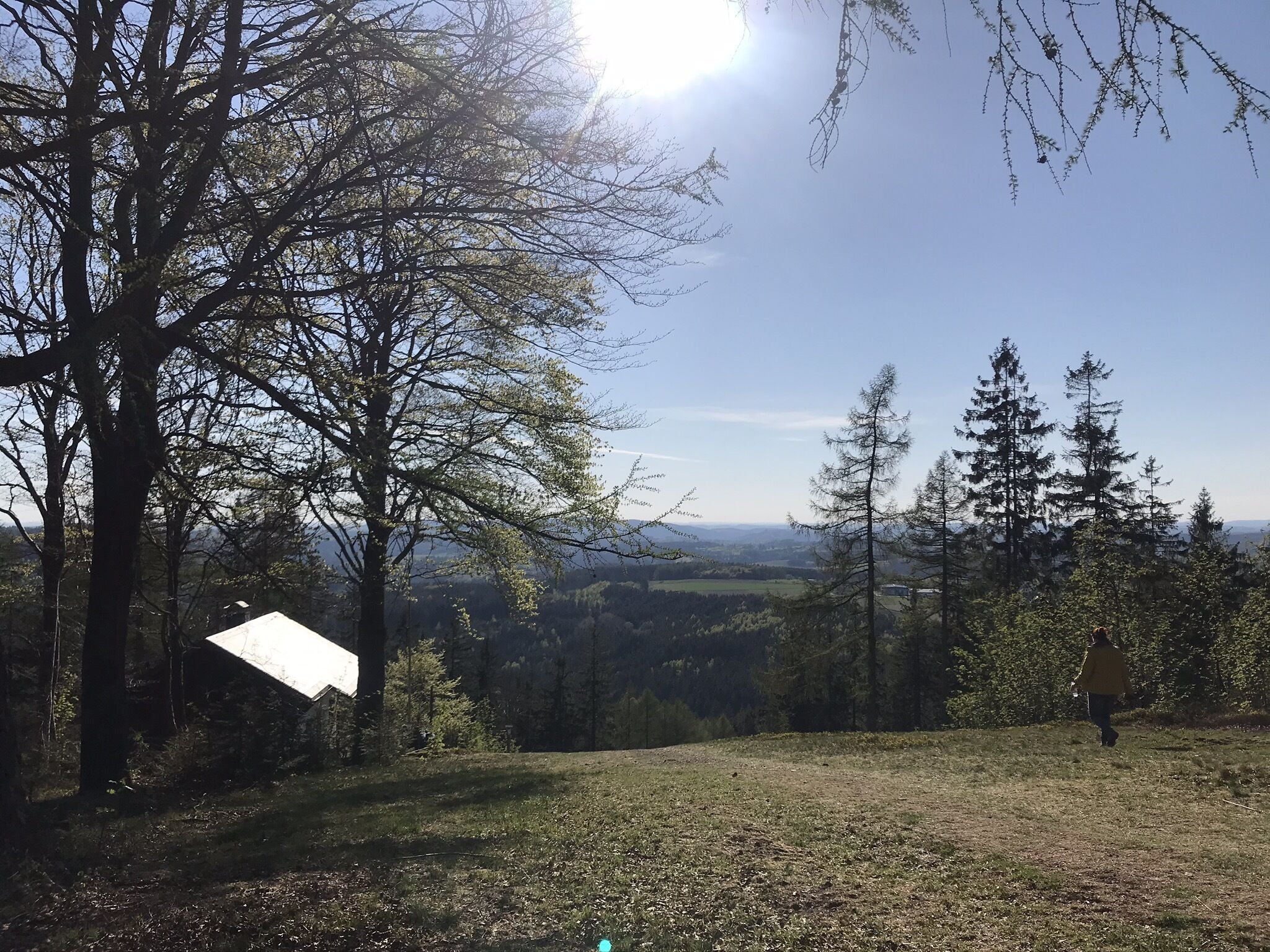A grassy field with trees and a clear sky.