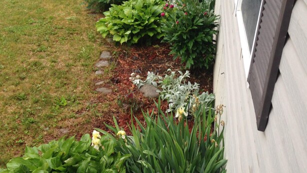 Un jardin avec différentes plantes et fleurs, une pelouse et un bâtiment doté de fenêtres et d’un revêtement extérieur.