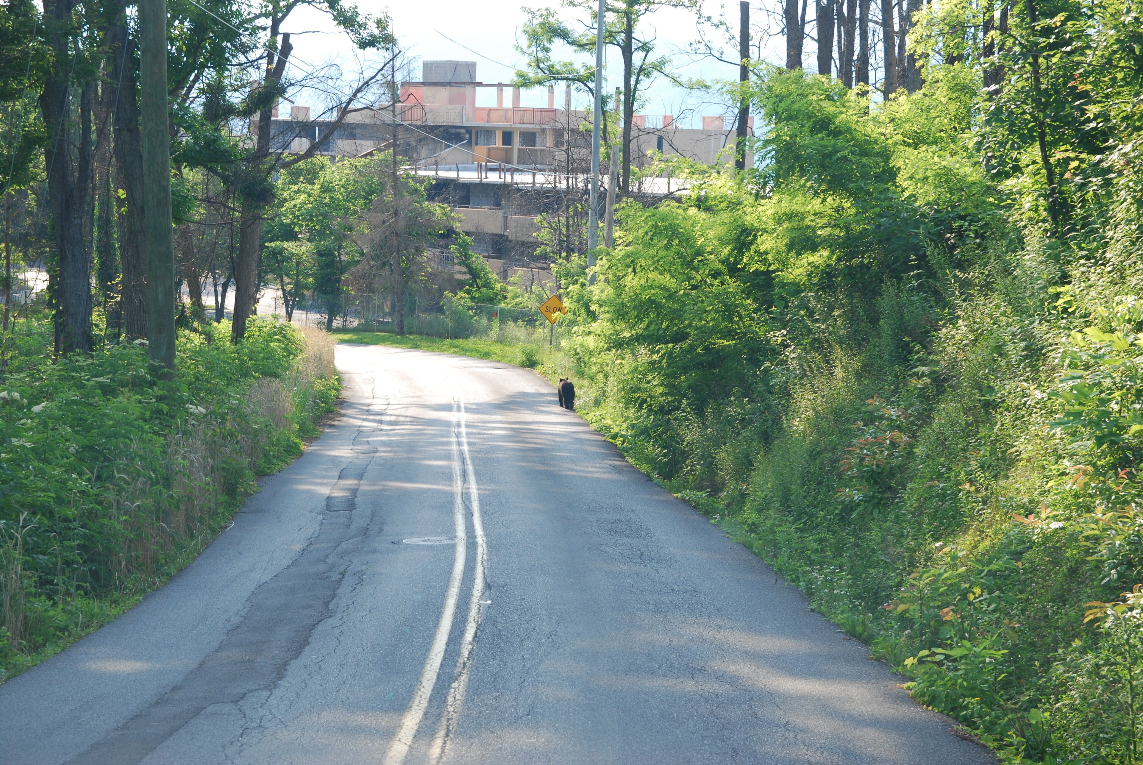 A narrow road flanked by dense greenery and a building in the background.