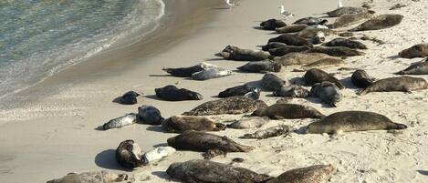 بالقرب من الشاطئ، مناشف للشاطئ