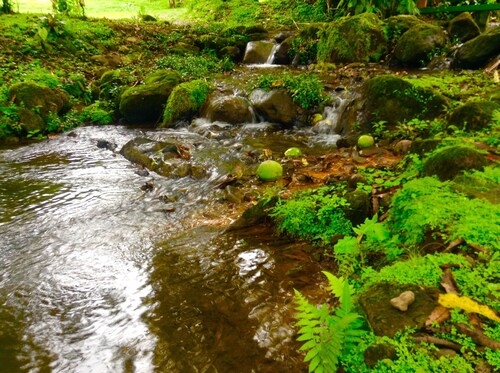 Luxury Familiar Village Greece Forest