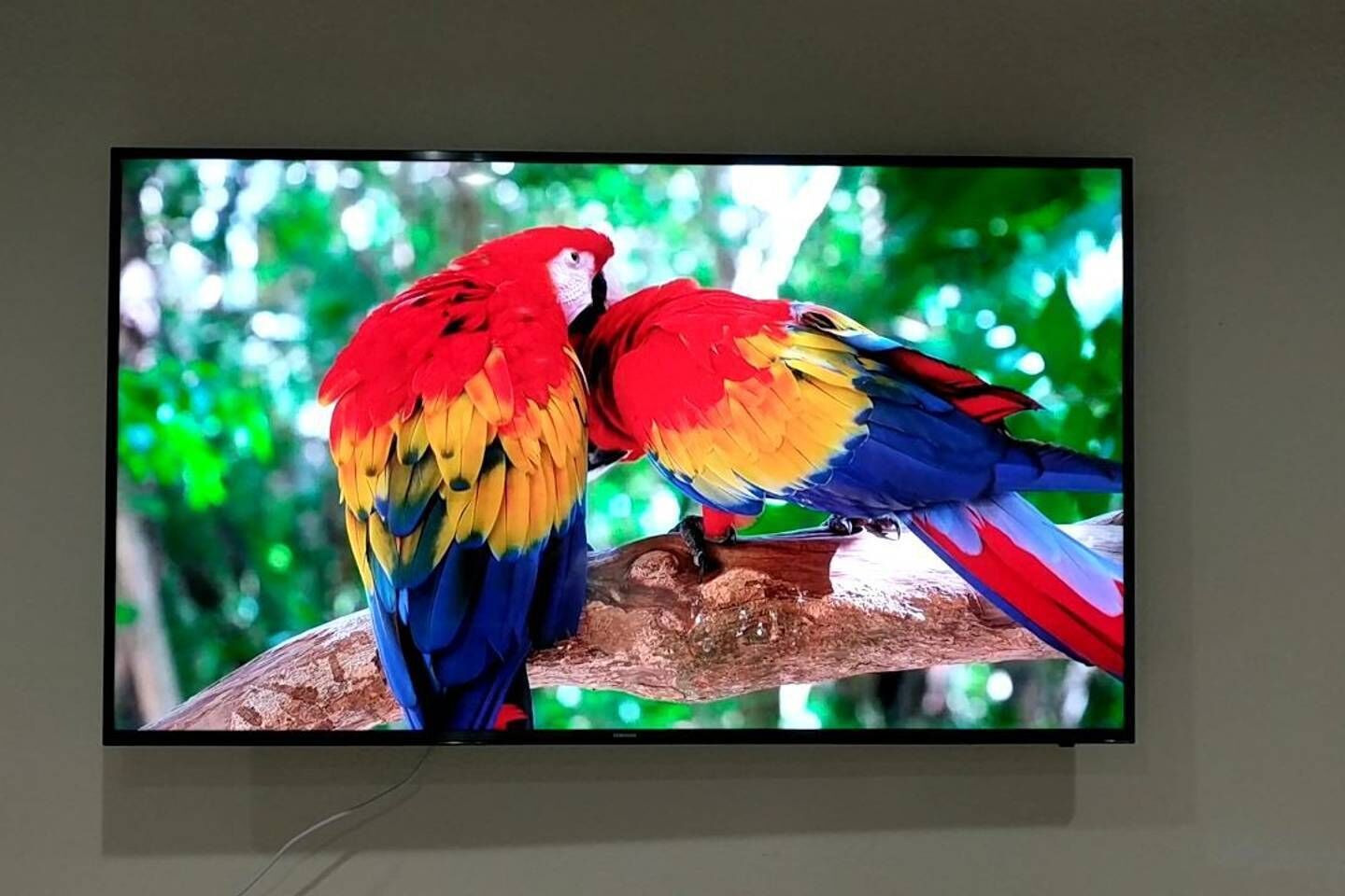 A television displaying two colorful parrots perched on a branch.