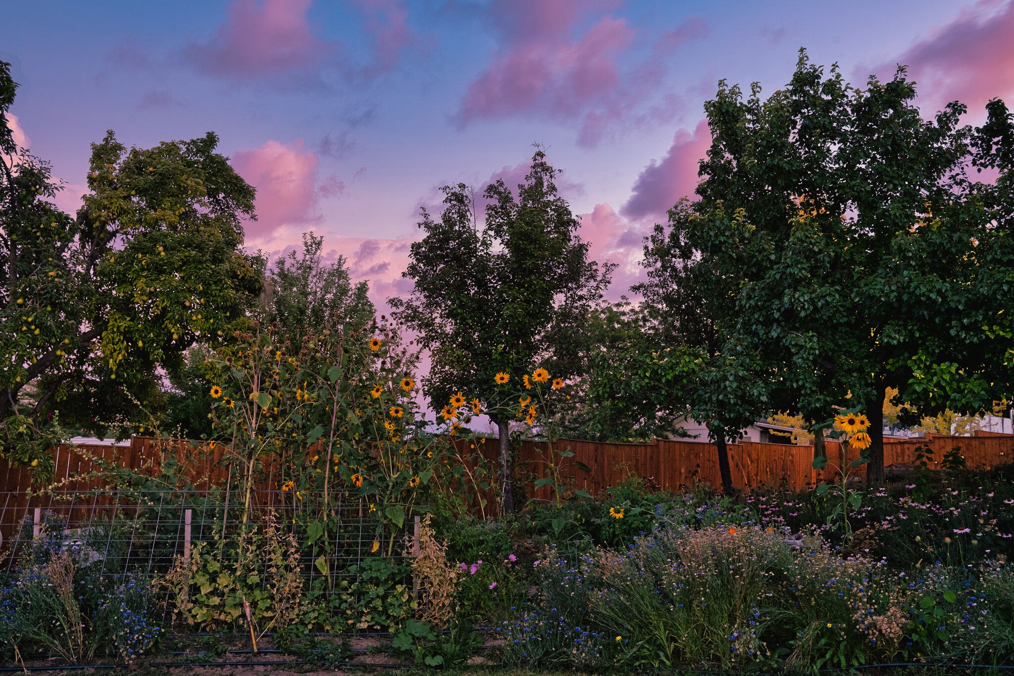A garden with various plants and a wooden fence.