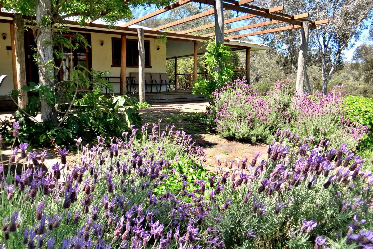 Ein überdachter Patio-Bereich mit einer Pergola, umgeben von üppiger Bepflanzung und Lavendelsträuchern.