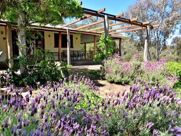 Ferienhaus, 5 Schlafzimmer (Capertee Homestead) | Terrasse/Patio