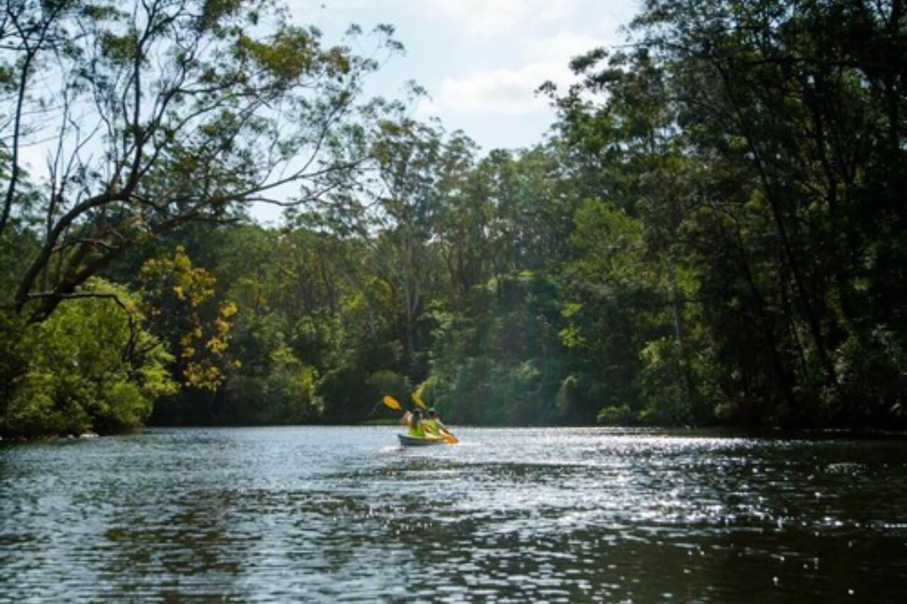 A kayak on a calm body of water surrounded by dense trees.