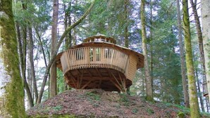 A wooden treehouse built on a moss-covered hill surrounded by tall trees.