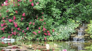 Taman