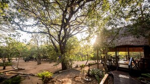 A rustic outdoor area with a wooden deck, a thatched-roof structure, and a variety of trees and plants. - Avoca Private Bushcamp (Bushbuckridge)